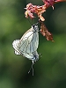 J16_1633 Mating Black-veined Whites